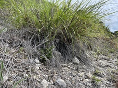 Leiocephalus onaneyi