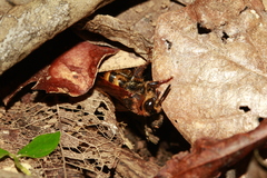 Radumeris novocaledonica