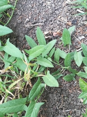 Convolvulus arvensis