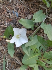 Convolvulus arvensis