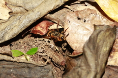 Radumeris novocaledonica