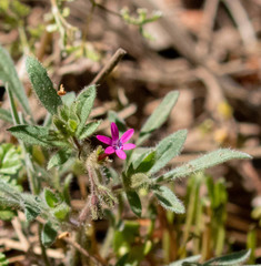Allophyllum divaricatum