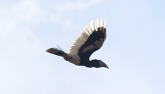 White-Thighed Hornbill photo 4