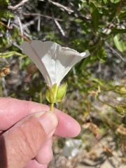Calystegia macrostegia macrostegia