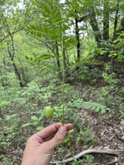 Astragalus crassicarpus trichocalyx