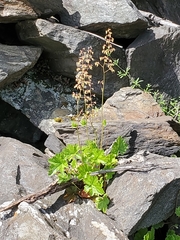 Heuchera pubescens