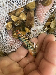 Etheostoma bison