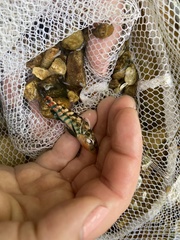 Etheostoma bison