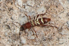 Neoclytus