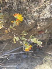 Acmispon dendroideus dendroideus