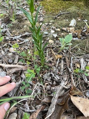 Borodinia missouriensis