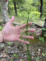 Borodinia missouriensis