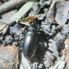 Tarpela micans