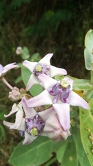 Calotropis gigantea