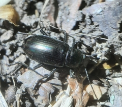 Tarpela micans