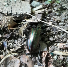 Tarpela micans