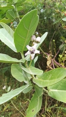 Calotropis gigantea