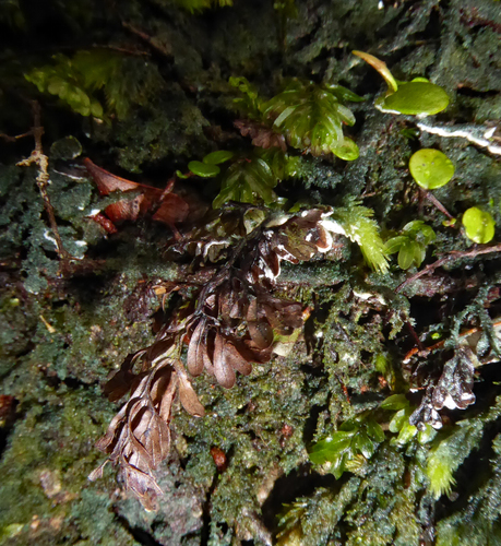 Dictyonema thelephora image