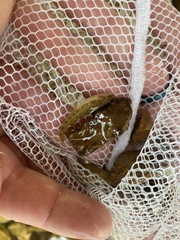 Etheostoma flabellare