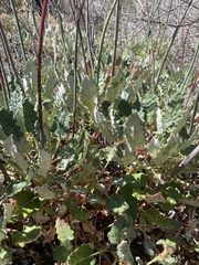 Eriogonum grande rubescens