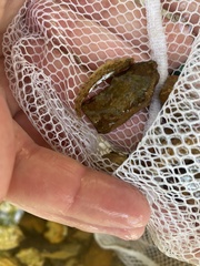 Etheostoma flabellare