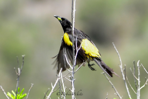 Cuban Oriole (Icterus melanopsis), photo 7
