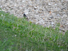 Phoenicurus ochruros