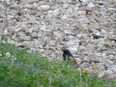 Phoenicurus ochruros