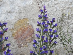 Echium vulgare