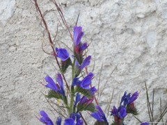 Echium vulgare