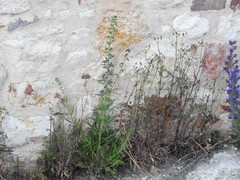 Echium vulgare