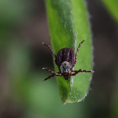 Dermacentor andersoni