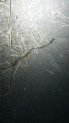 Hypsiglena ochrorhynchus