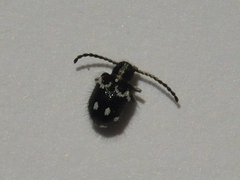 Niptinus niveus