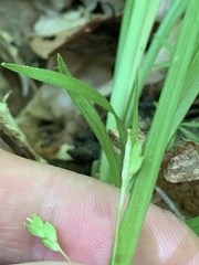 Carex cumberlandensis