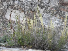 Reseda lutea