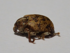 Hyperinae