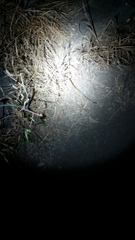 Hypsiglena ochrorhynchus