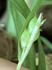 Carex cumberlandensis