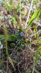 Ceanothus maritimus
