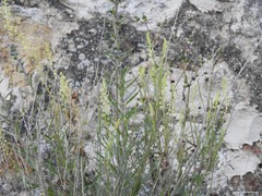 Reseda lutea