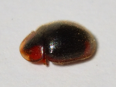 Pseudoryssomus