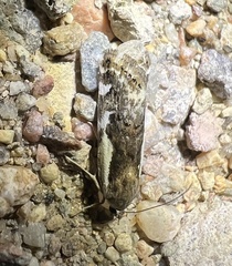 Tarache augustipennis