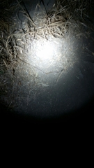 Hypsiglena ochrorhynchus