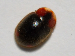 Pseudoryssomus