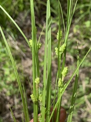 Carex caroliniana