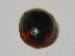 Pseudoryssomus