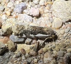 Tarache augustipennis