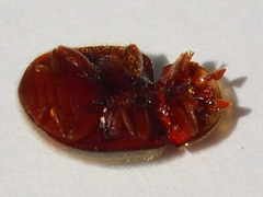 Pseudoryssomus