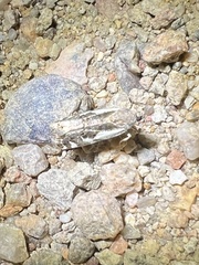 Tarache augustipennis